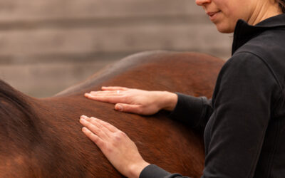 Entdecke funktionale Reitpferdemuskulatur