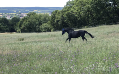 Was ist die neutrale Haltung beim Pferd?